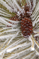Norway Pine Cone and Hoar Frost