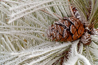 Norway Pine Cone and Hoar Frost
