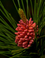 Norway Pine – Pollen – 101_7155