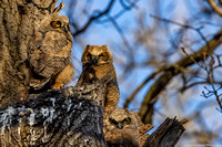 Owl - Great Horned - IMG133_6057
