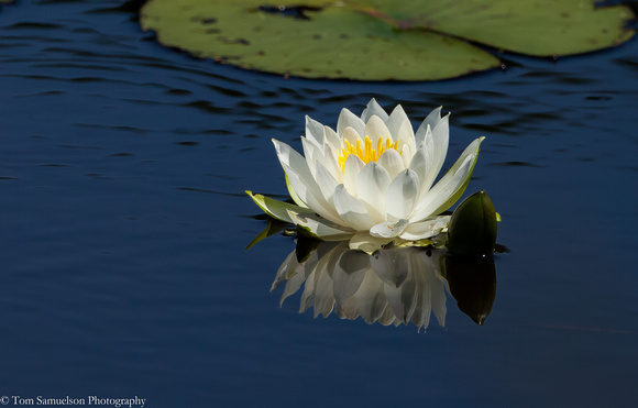Water Lily - IMG102_2375