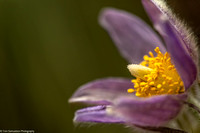 Buttercup - Pasque Flower - IMG131_3421