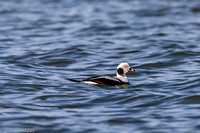 Duck - Long Tail - IMG132__2922