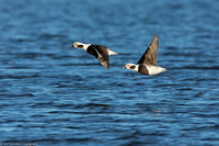 Duck - Long Tail - IMG132__2928