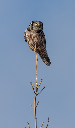 Northern Hawk Owl - 101_3940