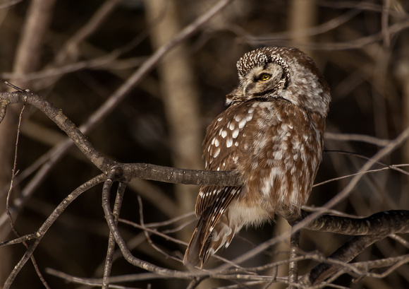 Owl - Boreal - 101_4876