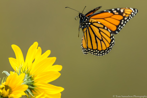 Butterfly - Monarch - IMG1052_7022