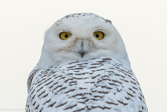 Owl - Snowy - IMG105_9750