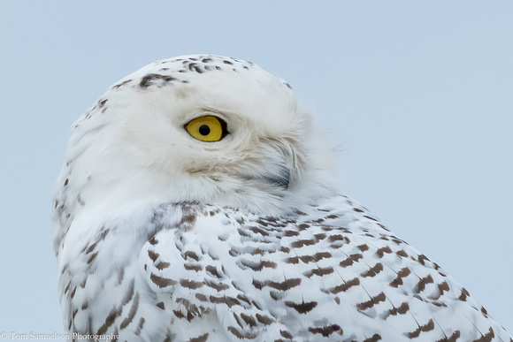 Owl - Snowy - IMG105_9590