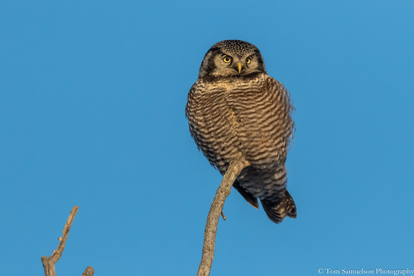 Owl - Northern Hawk - 106__9035