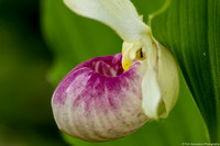 Orchids - Showy Ladyslipper - IMG132_2750