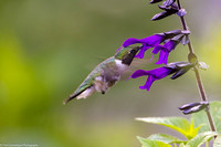 Hummingbird - Ruby Throated - IMG132_2716