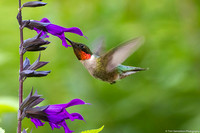 Hummingbird - Ruby Throated - IMG132_2782
