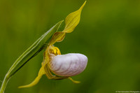 Orchids - Small White Lady Slipper - IMG132_2434