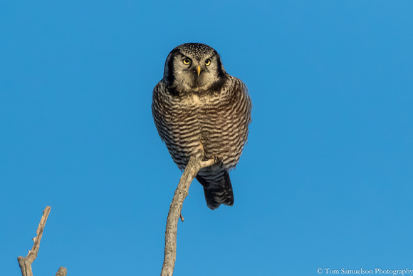 Owl - Northern Hawk - 106__8938