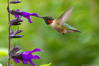 Hummingbird - Ruby Throated - IMG132_2799