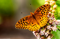 Butterfly - Aphrodite Fritillary - IMG132_3226