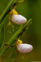 Orchids - Small White Lady Slipper - IMG132_2482