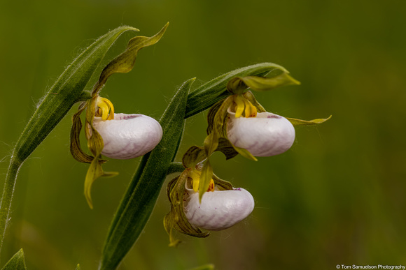 Orchids - Small White Lady Slipper - IMG132_2539
