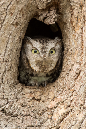 Owl - Eastern Screech - IMG107__8351