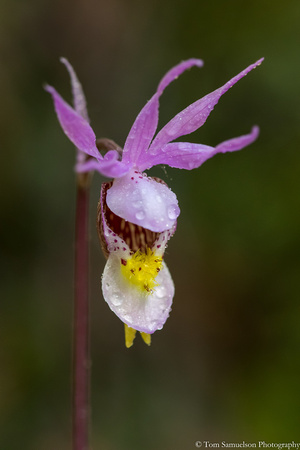 Orchid - Calypso - IMG108__8805