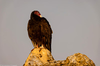 Vulture - Turkey - IMG132_4066