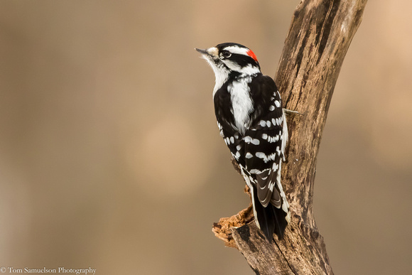 Woodpecker - Downy - IMG110_3984
