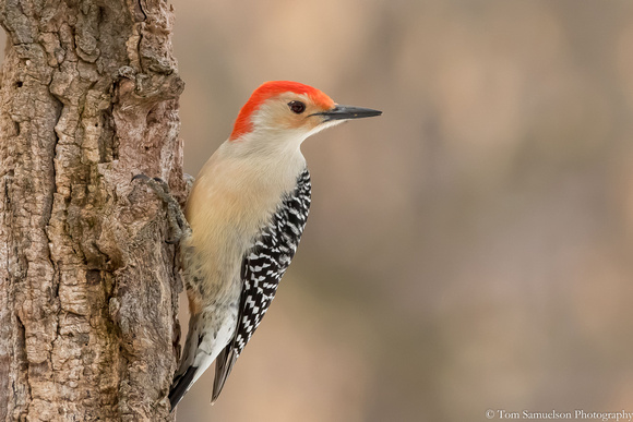 Woodpecker - Red Bellied - IMG110_3972