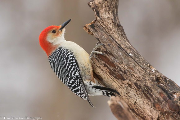 Woodpecker - Red Bellied - IMG110__7052