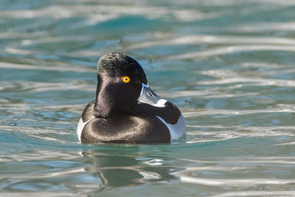 Duck - Ring Neck - IMG110_8016