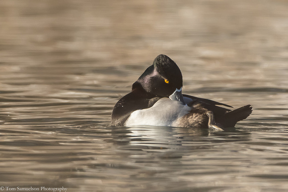 Duck - Ring Neck - IMG110_7919