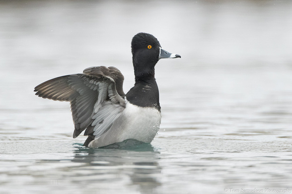 Duck - Ring Neck - IMG110_9446