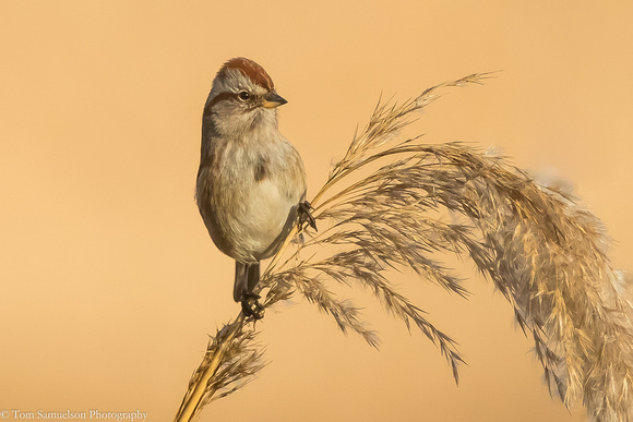 Sparrow - American Tree -  IMG120_1634