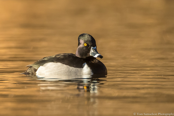 Duck - Ring Neck -  IMG120_1427