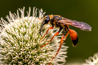 Wasp - Red Paper - IMG132_5122