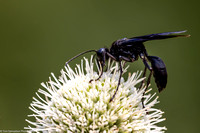 Wasp - Great Black - IMG132_5059