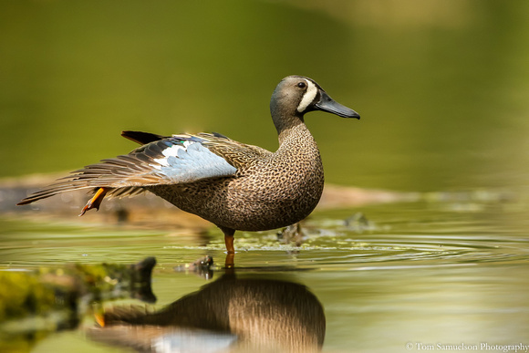 Duck - Blue Wing Teal - IMG120_8063