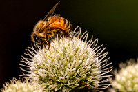 Bee - Honey - IMG132_6294