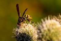 Wasp - Paper - IMG132_6326