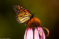 Butterfly - Monarch - IMG132_6859