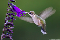Hummingbird - Ruby Throated - IMG132_7602