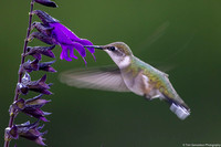 Hummingbird - Ruby Throated - IMG132_7604