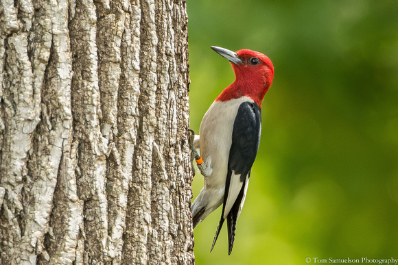 Woodpecker - Red Headed - IMG121__6535