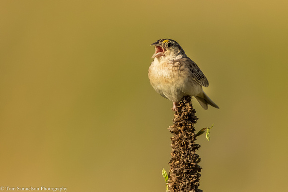 Sparrow - Grasshopper - IMG121__6990