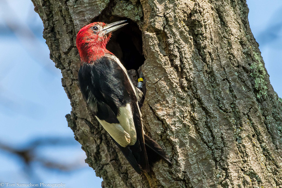 Woodpecker - Red Headed - IMG121__6686