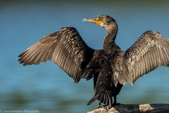 Cormorant - Double Crested - IMG121__7532