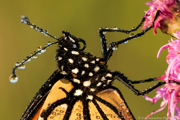 Butterfly - Monarch - IMG121_8341