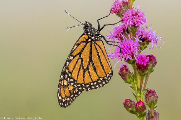 Butterfly - Monarch - IMG121_8152