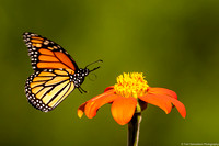 Butterfly - Monarch - IMG132_8409