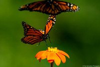 Butterfly - Monarch - IMG132_8799